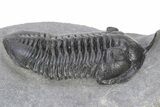 Morocconites Trilobite Fossil - Ofaten, Morocco #240488-1